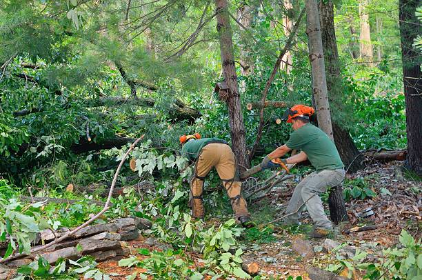 Reliable Tara Hills, CA Tree Services Solutions